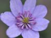 Hepatica japonica M...